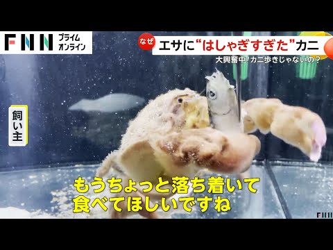 「落ち着いて食べて欲しい…」はしゃぎ過ぎたカニがエサ落としたワケ　他のカニでは見られない“珍しい姿”も