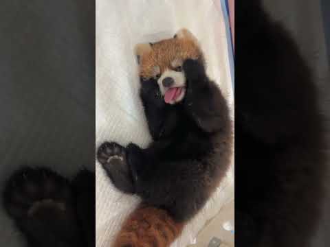 The baby is cute every day. The cute little panda Shula. The daily record of cute pets is so cut