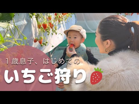 今が旬♪1〜2歳児無料！奈良のいちご狩りへ