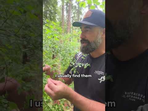 Huckleberry Hunting #short #shorts