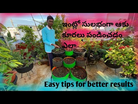 How to grow leafy vegetables easily