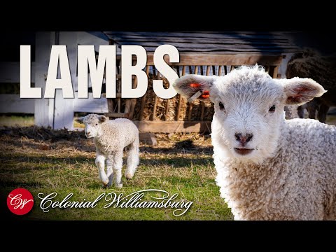 Lambs Behind the Scenes at Colonial Williamsburg