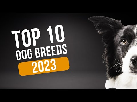 The Top 10 Dog Breeds of 2023: Find Your Perfect Pup!