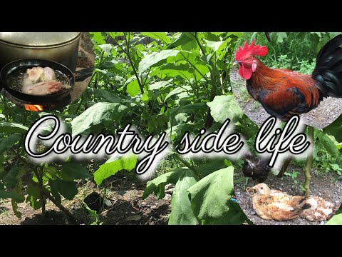 Countryside life| A day in a life of a farmer!