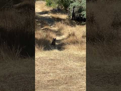 Spotting a Grey Fox in the Garden