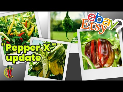 "Pepper X" update. ebay/Etsy Chilli Seeds Experiment - August