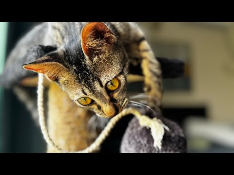 Kitty who doesn’t like human touch| viral cat video