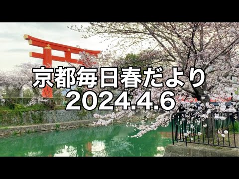 【2024.4.6】京都春の訪れを毎日更新中