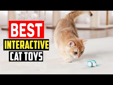 ✅Top 5 Best Interactive Cat Toys in 2025