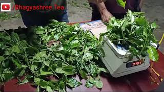 #TeaQuality I #TeaFactory I How to check the quality of fresh tea leaves