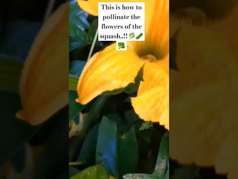 How to Pollinate the Squash!!#squash #pollination #pollinate #garden #vegetables #flower#shortsfeed