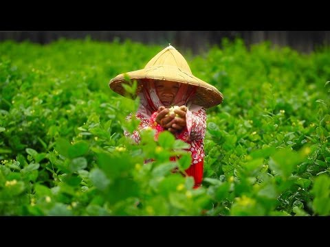 大葉空拍-5 茉莉花壇與葡萄大村