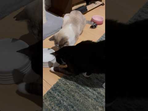 落とした餌を探す猫たち #shorts