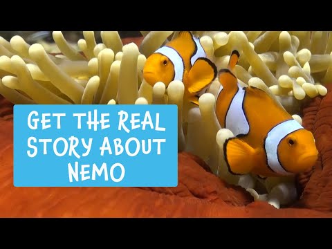 Meet the Locals - Anemonefish aka Nemo [Great Barrier Reef]