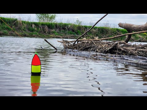 BOBBER FISHING A Muddy Creek!! (Bank Fishing)