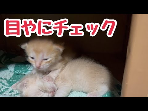 かわいい2匹の目やにチェックと実家で難病と闘う猫の様子