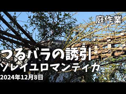 つるバラの誘引ソレイユロマンティカ　庭作業2024年12月8日