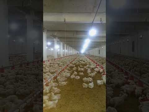 poultry farm #broilerchicks #henfarm #murgifarm #murgi_palan #kukutpalan