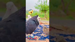 #pigeon lover#kabutar#gairi#cookie#viral my YouTube channelsubscribekabutar fight 😱😱😱4kasifkhan❤️🕊️👑