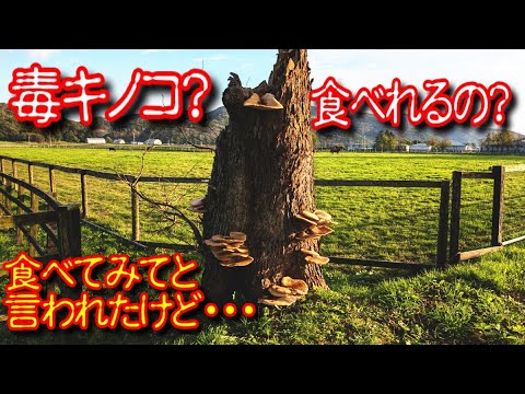 【巨大キノコ】これ食べてみて？え！毒見！毒キノコ？