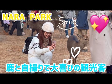 鹿と自撮りで大喜びの観光客💖奈良の賢い鹿NARA  PARK🫎