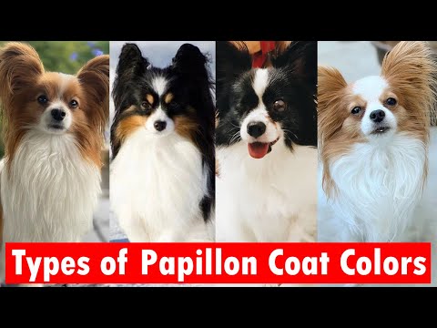 5 Types of Papillon Coat Colors | Popular types of Papillon colors