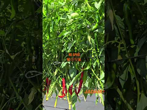 Day 90 of Open Field Organic Chili Peppers 정식 90일차 노지 유기 고추(JADAM Organic Farm, 자닮농장) #organicpepper