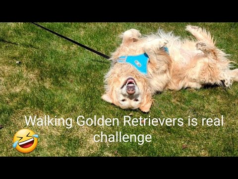 How to walk Golden Retrievers in real life @GabieCocoMarmora