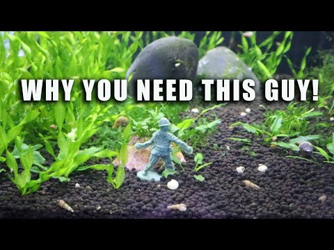 Little Army Guys - Why Every Aquarium Can Use Them - BEST VIEWER TIPS SERIES