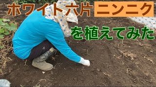 ホワイト六片ニンニクを植えてみた