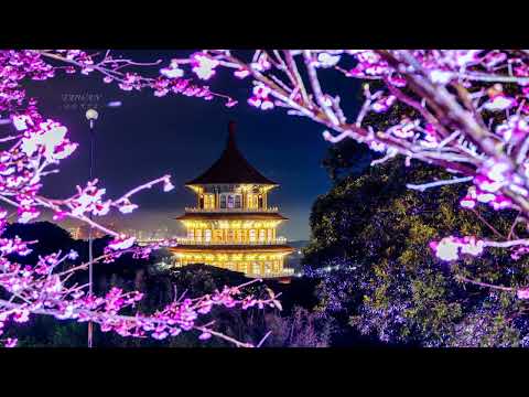 2022 淡水天元寺三色桜夜桜(JEFF 4K VIDEO)#JEFF0007