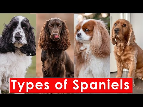 Types of Spaniels dog breed: Get to Know about 15 Spaniel Dog Breeds