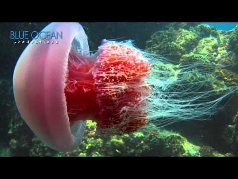 Come dive with jellyfish