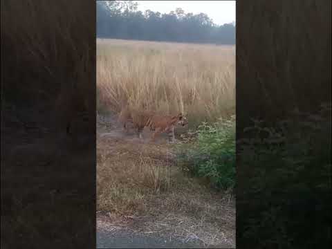 Tiger. Jim Corbett National Park Uttarakhand Ramnagar india