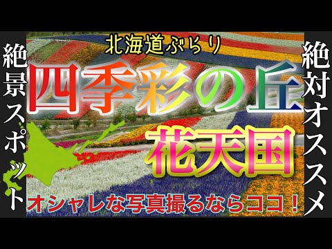 【旅行.撮影.北海道】絶景花天国🌼四季彩の丘に行ってみた！