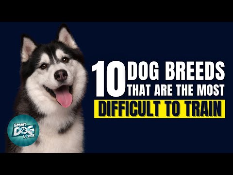 Top 10 Dog Breeds That Are The Most Difficult to Train