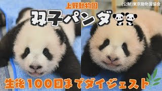 上野動物園 双子の赤ちゃんパンダ 生後１００日までの成長記録