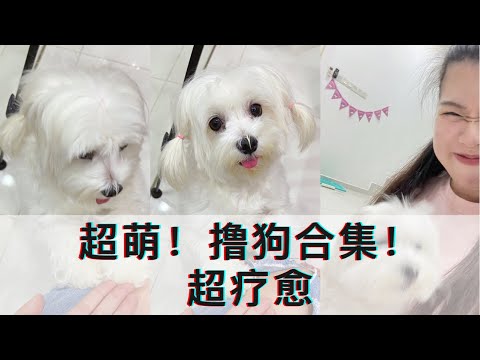 谨慎⚠️此影片太过“疗愈”看了你会被融化！狗狗们（毛小孩）实在是太可爱了！｜pets｜pets lover｜dog｜cute｜宠物｜萌｜可爱｜动物｜小狗｜