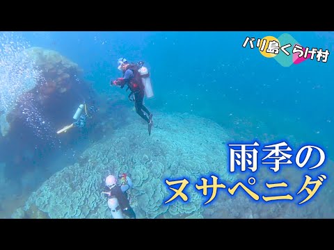 【バリ島ダイビング】リピーター様と潜った雨季のヌサペニダはこんな海でした(^^)/