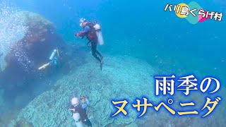 【バリ島ダイビング】リピーター様と潜った雨季のヌサペニダはこんな海でした(^^)/