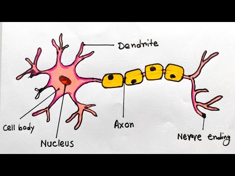 Neuron drawing for science project idea | Neuron drawing easy trick | How to draw neuron cell easy