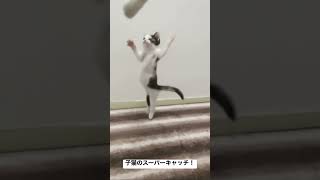 子猫のスーパーキャッチをスローで #cat #猫 #kitten #子猫 #保護猫 #こねこ #ねこ #shorts