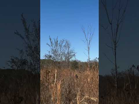 The thrill of the flush never gets old: wirehaired pointing griffon hunts