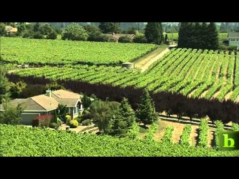 From Greens to Grapes: Balletto Vineyards