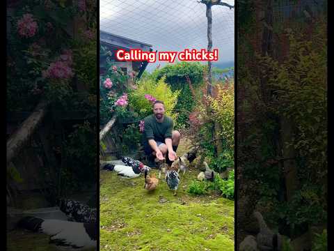 Calling my chickens! #backyardchickens #keepingchickens #farming #farmanimals #hühner #chickens