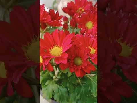 Stunning Red ♥️ Chrysanthemums Home Garden flowers #shorts