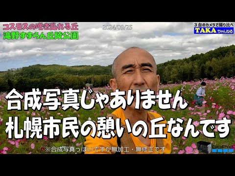 コスモスが咲き乱れる札幌市民の憩いの丘【観光地じゃない名所】【国営滝野すずらん丘陵公園】【札幌観光】