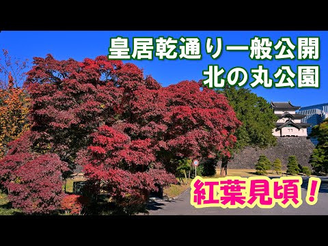 【4K】[VLOG] 紅葉見頃！！「皇居乾通り一般公開」＆「北の丸公園」2024