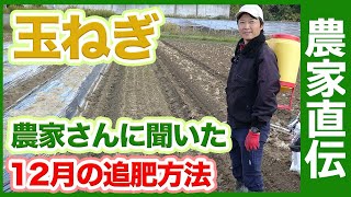 12月家庭菜園や農園で出来る玉ねぎの追肥方法を農家さんに聞いてみた！農家直伝の玉ねぎの育て方をご紹介！