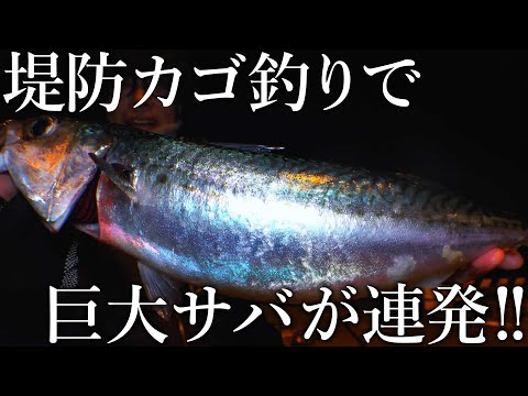 【日本一美味いサバを求めて】堤防カゴ釣りで巨大サバが連発！50cm級の極太サバのお味は果たして…？